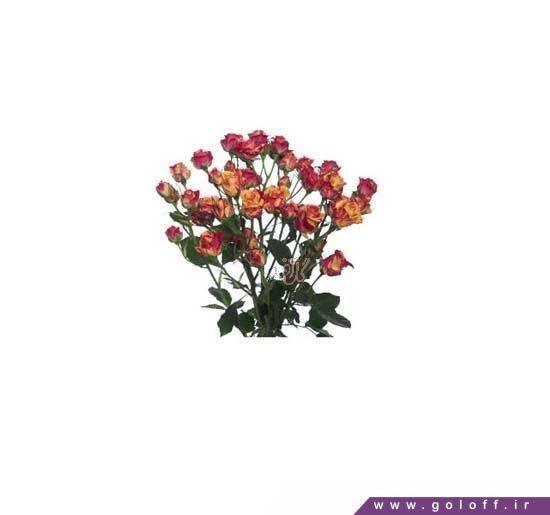 دسته گل رز مینیاتوری فایر فلش - Roses | گل آف